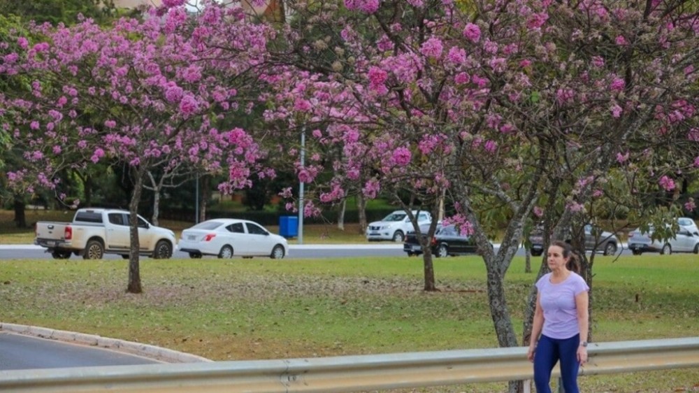 Floração dos roxos abre a temporada dos ipês em Brasília