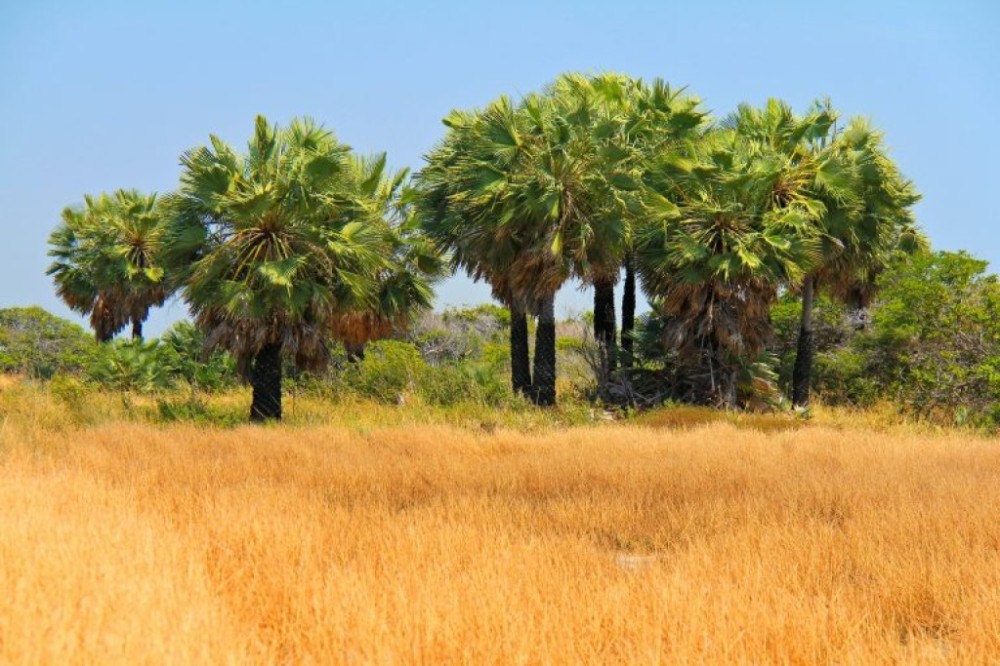 Comissão da Câmara debate a importação de fungo combater planta invasora da Caatinga