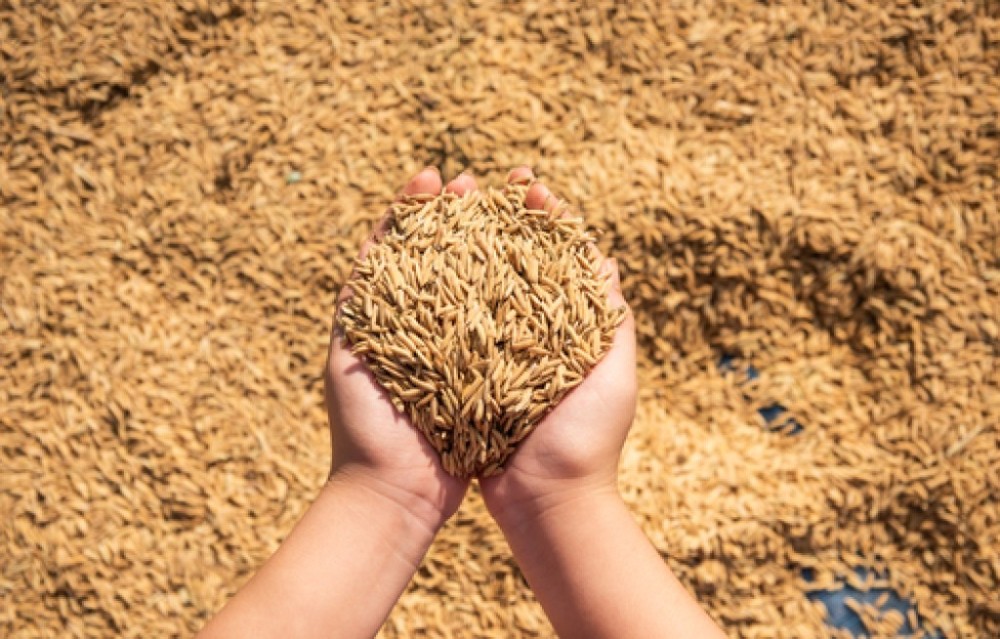 Importações de arroz: entidades do agronegócio se unem e reagem às ações do governo