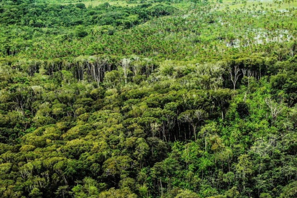 Observatório de Florestas Públicas será lançado em audiência na Câmara