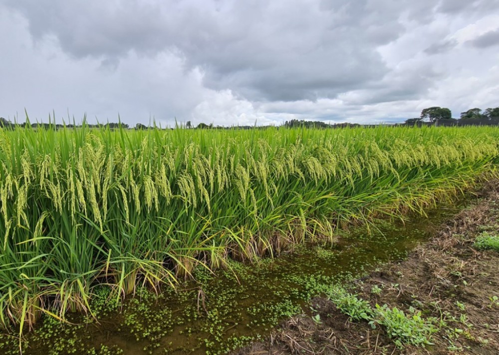 Justiça suspende leilão e dá 24 horas para União e Conab explicarem a importação de arroz
