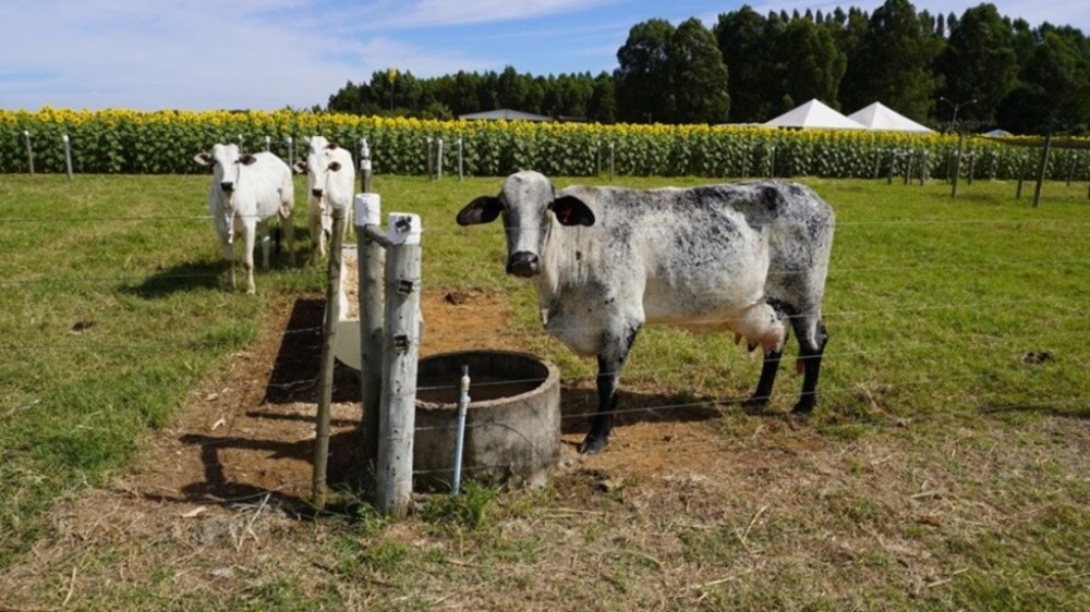 Agronegócio movimentou R$ 6 bilhões no DF em 2023