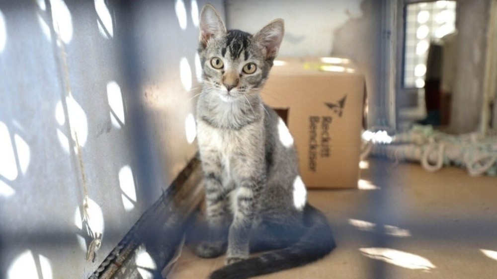 Quer adotar um pet? Zoonoses tem 28 animais disponíveis