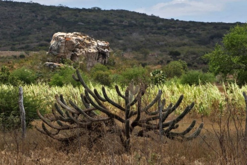 Comissão debate os impactos dos processos de desertificação na Caatinga