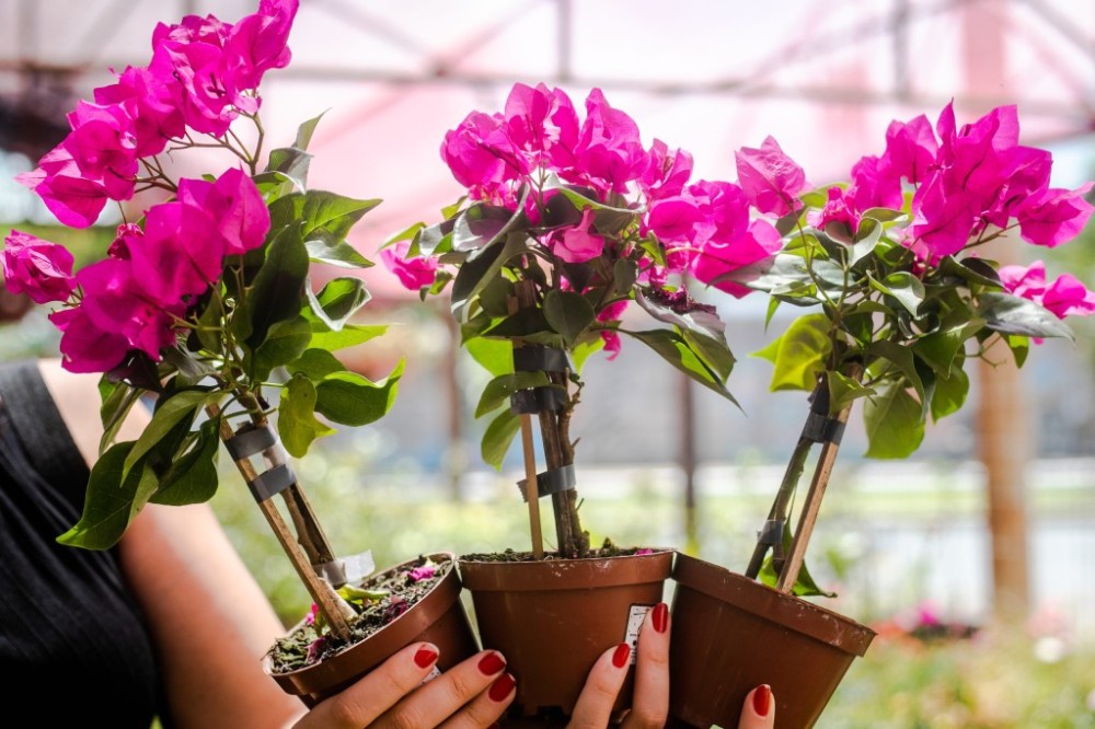 Sugestão de pauta: 8ª edição do Festival de Orquídeas e Flores começa nesta terça-feira (11); 10 mil exemplares de plantas estarão disponíveis no Shopping Orla