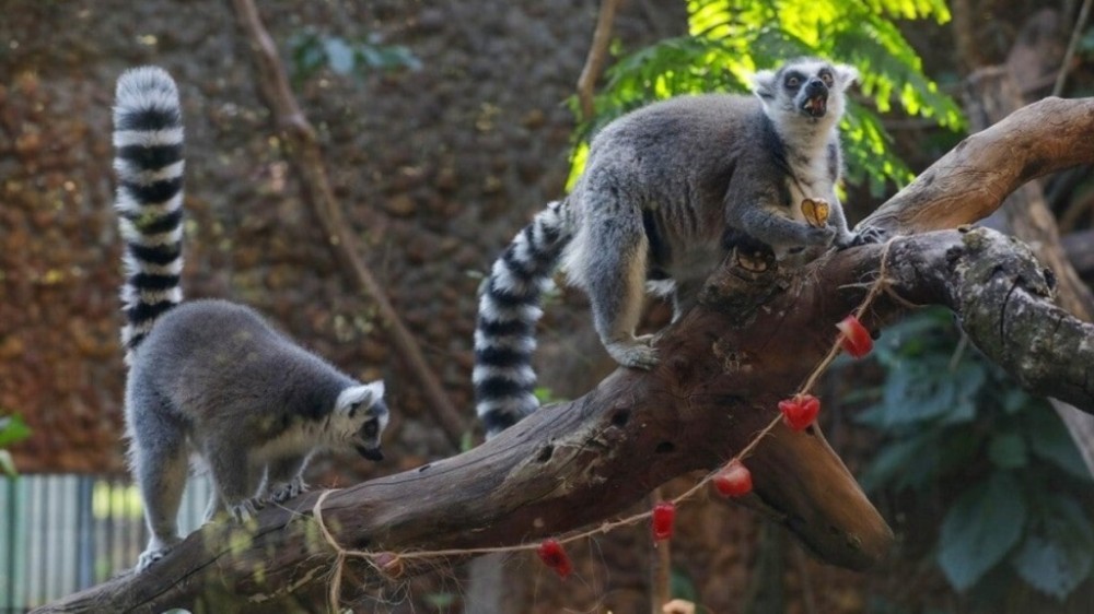 O amor está no Zoo: equipes fazem ações de Dia dos Namorados para animais