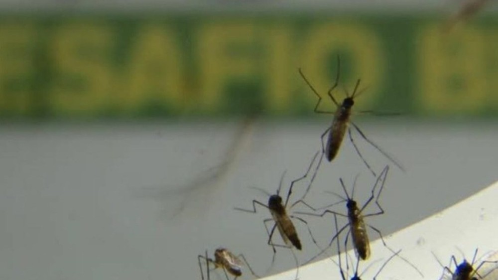 CLDF aprova projeto que cria protocolo anual para evitar crise de dengue