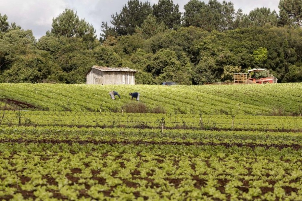 Comissão debate resoluções do Conselho Monetário Nacional que tratam do Proagro