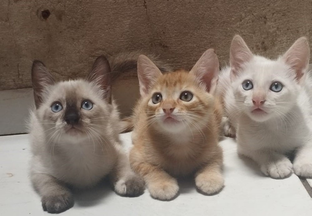 Associação protetora de animais e mais 166 entidades sociais são beneficiadas com sorteio do Nota MT