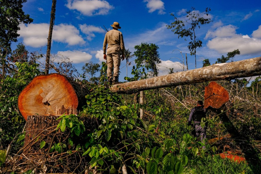 Audiência pública debate Código Florestal e restauração de vegetação nativa