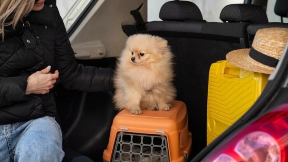 Companhia aérea exclusiva para cães tem passagens a partir de R$ 35 mil