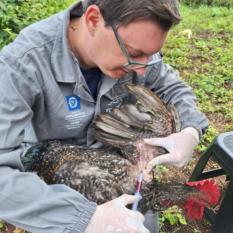 Indea vistoria mais de 16 milhões de aves em trabalho de monitoramento contra gripe aviária