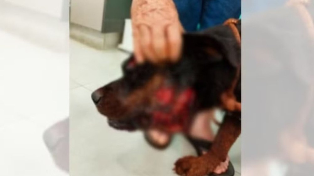 Onça-parda mata pitbull e fere rottweiler em sítio em São Paulo