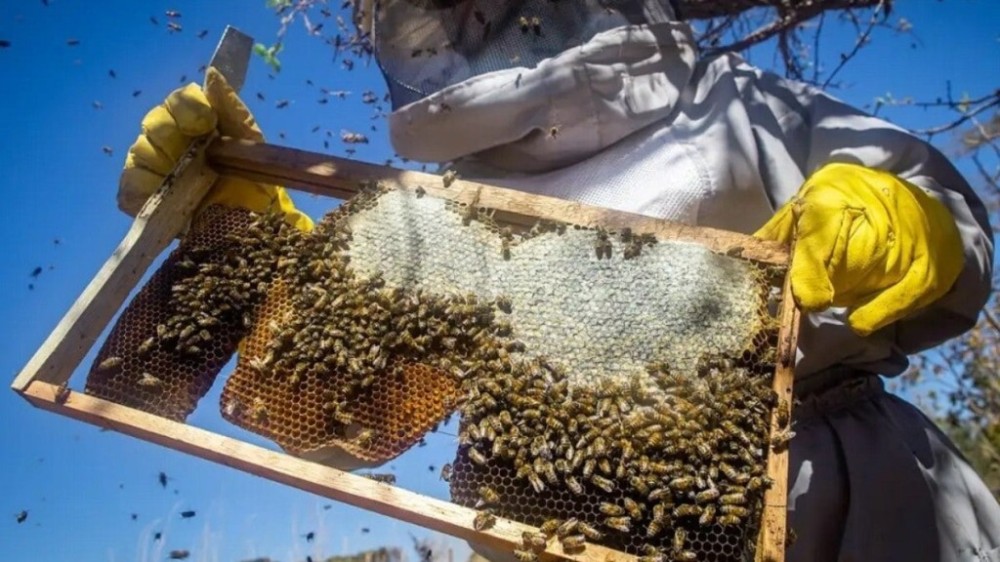 Rio Grande do Sul contabiliza perda de 17 mil colmeias desde enchentes