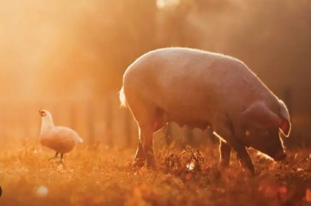 Embrapa Suínos e Aves projeto cenário otimista para o setor em 2024