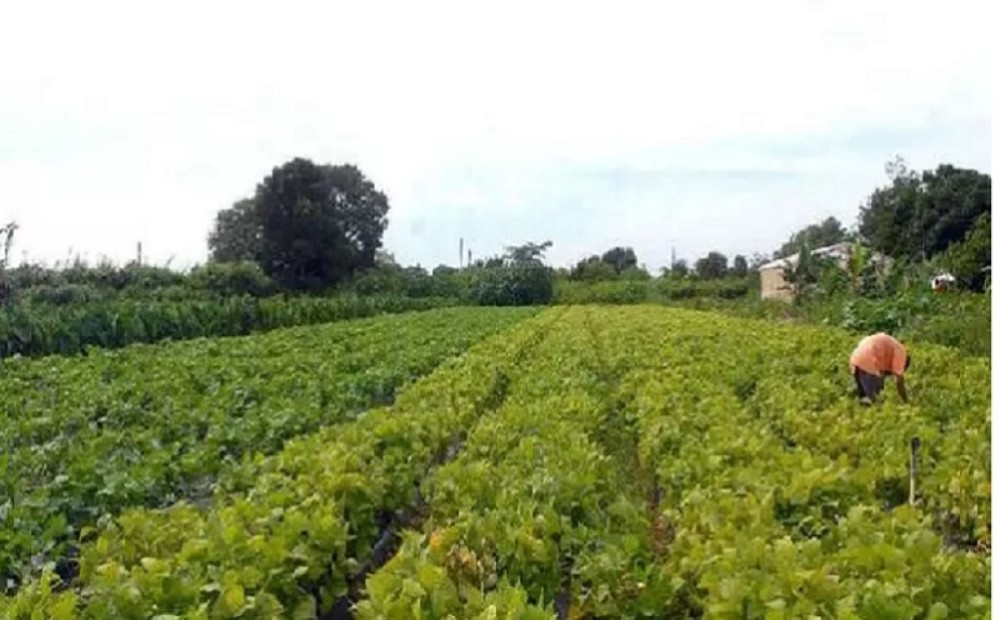 O Pará se firma como um pilar do agronegócio brasileiro