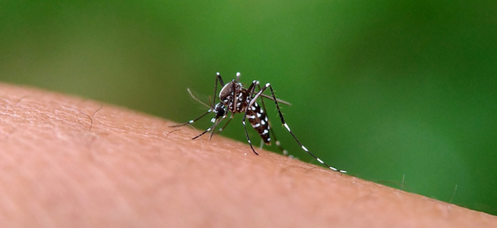 Secretaria Municipal de Saúde emite alerta sobre aumento de casos de Chikungunya em Cuiabá