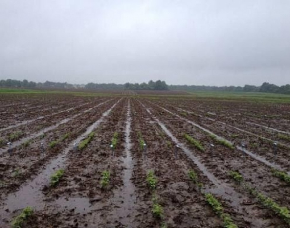 Por excesso de chuva, Santa Catarina também prorroga plantio da soja
