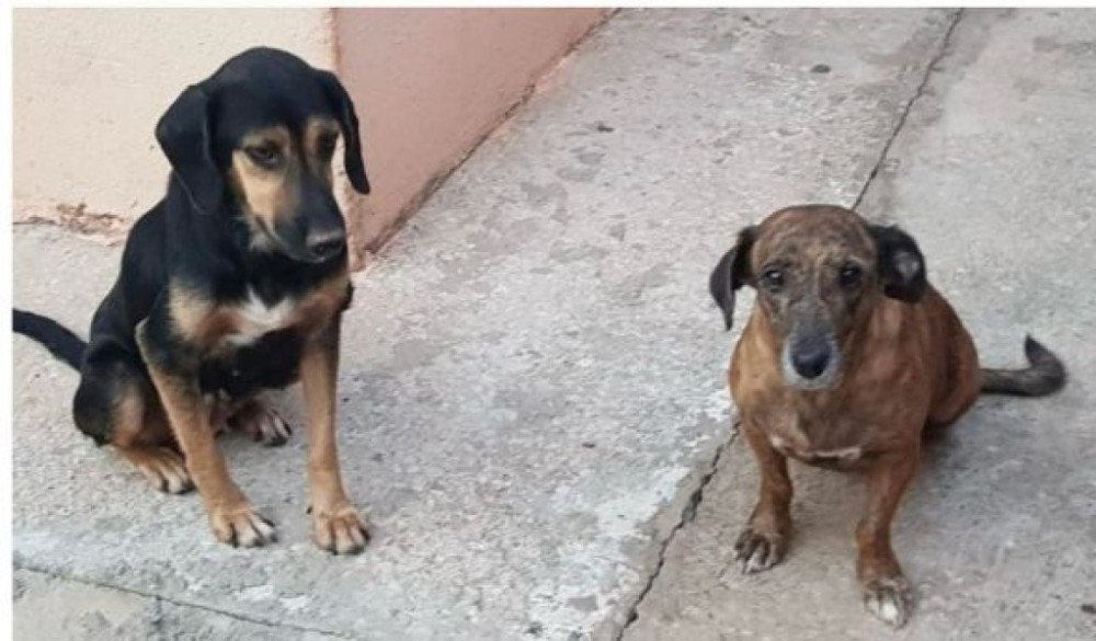 Cachorras resgatadas após denúncia de maus tratos e zoofilia continuam hospitalizadas