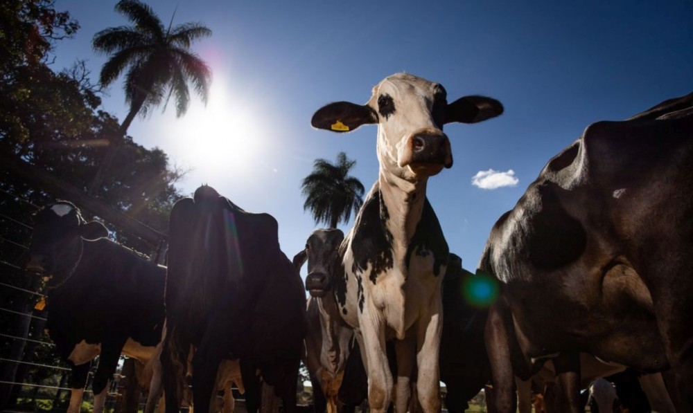Pecuária faz as contas e estima que 2023 tenha sido ano de recordes