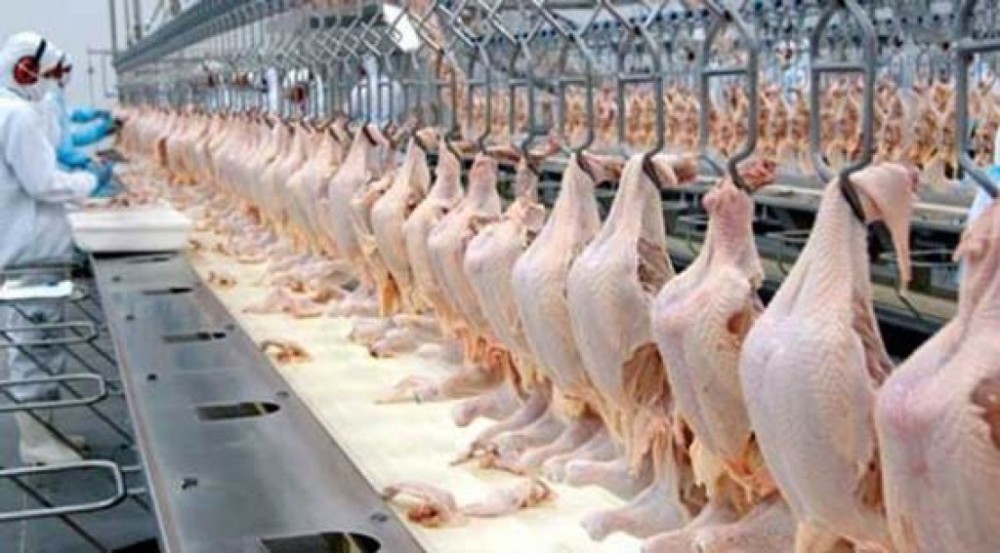 Paraná continua líder na produção de carne de frango