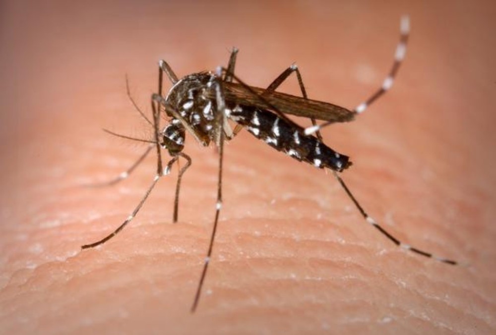 De janeiro a dezembro, Sorriso teve 286 casos confirmados de dengue