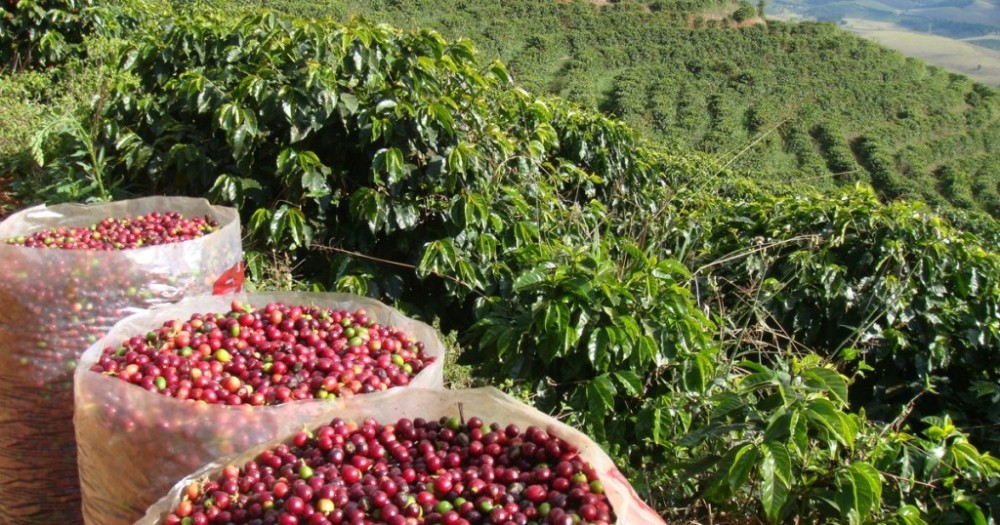 Goiás investe na produção do café arábica