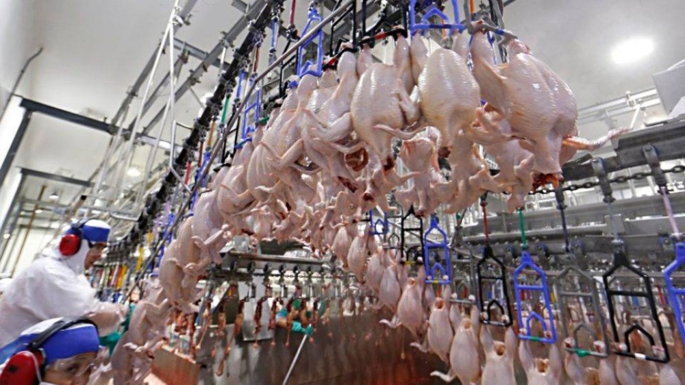 Recorde histórico: Brasil exportou mais de 5 milhões de toneladas de carne de frango em 2023