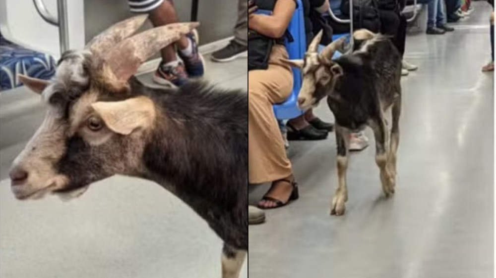 Vídeo: bode é flagrado entrando em trem da Linha 7-Rubi, em São Paulo