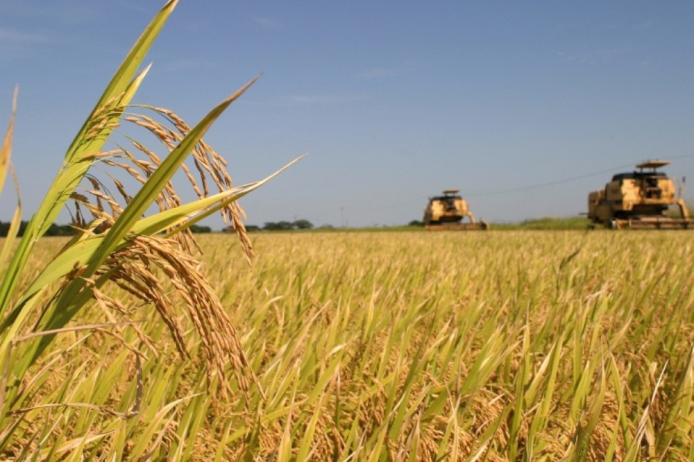 Exportação e preços do arroz têm tendência de alta