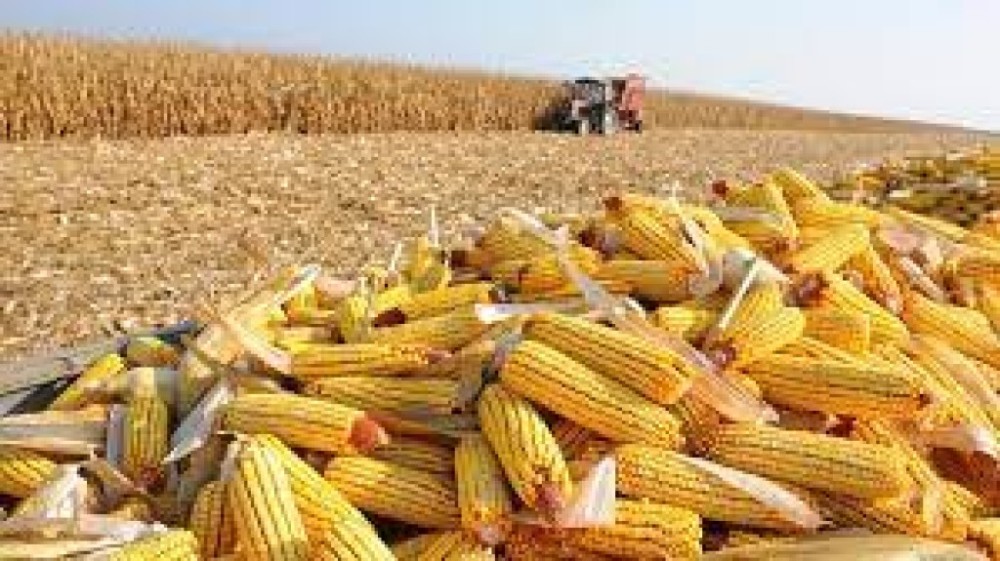 El Niño muda a estratégia do plantio de milho no Brasil