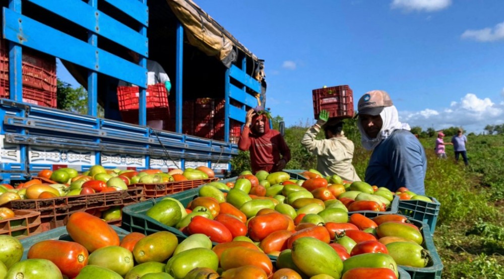 Produção de tomate supera expectativas e impulsiona economia local