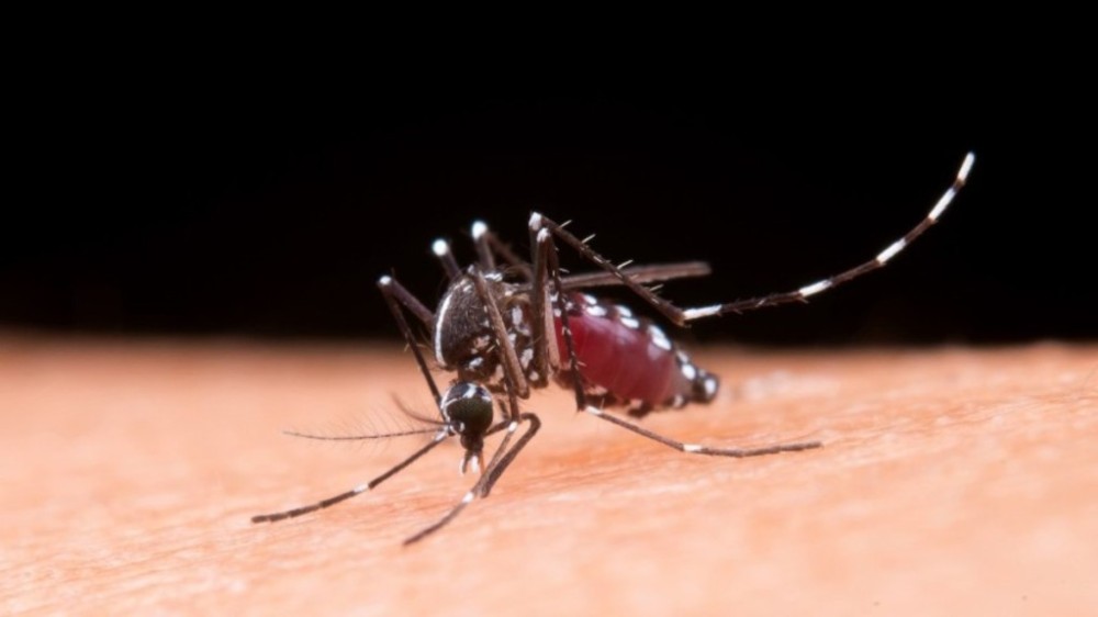 Ministério da Saúde deixa Pernambuco fora da vacinação contra a dengue