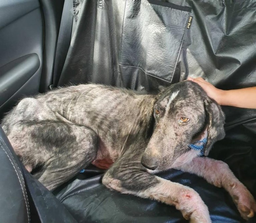 Projeto obriga veículo de aplicativo a transportar passageiro com animal de estimação