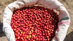 Café, suco e mais: o raio-x do agro brasileiro afetado pelas tarifas Análise aponta impactos significativos em exportações brasileiras de commodities agrícolas após medidas tarifárias impostas pelos Estados Unidos