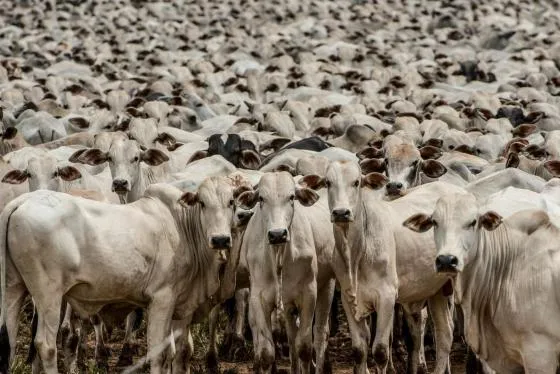 Seis frigoríficos de Mato Grosso são habilitados a exportar carne bovina para a Indonésia
