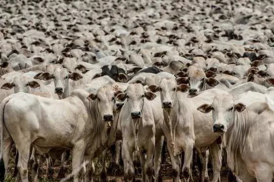 Carne mato-grossense impulsiona exportações brasileiras para China e outros 156 países Com 28,4 milhões de cabeças, Mato Grosso reforça posição estratégica no mercado global de proteína animal