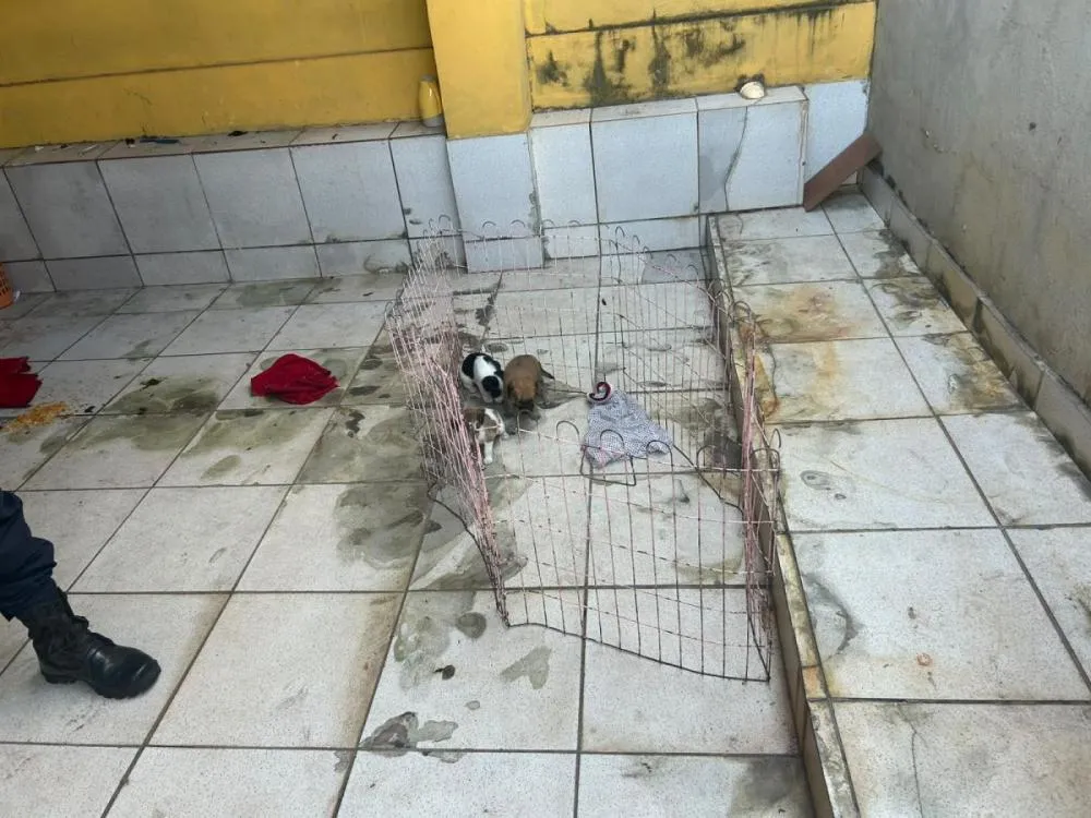 Polícia resgata filhotes sem água e comida e autua tutores