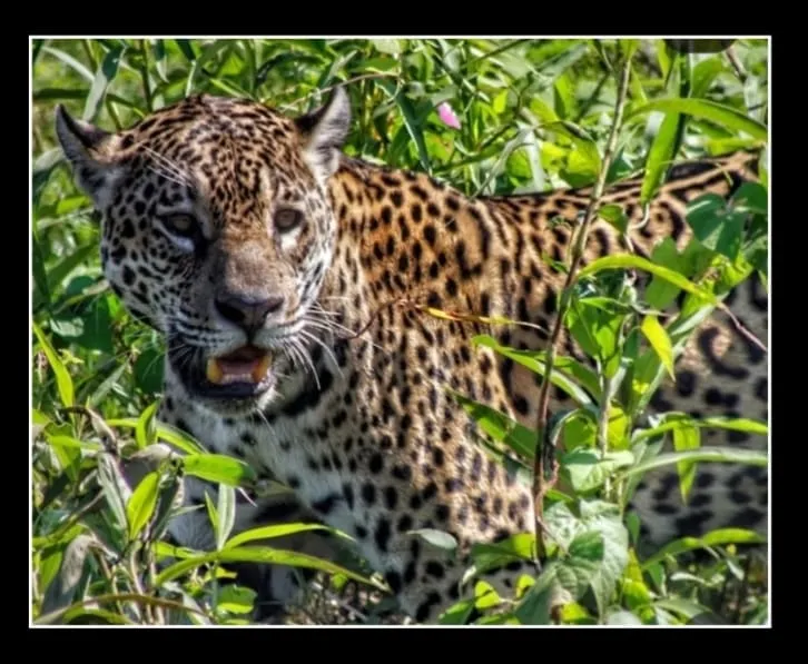 Coluna Anamaria: O luxo AAAA do nosso quintal: privacidade e sofisticação entre a Chapada e o Pantanal
