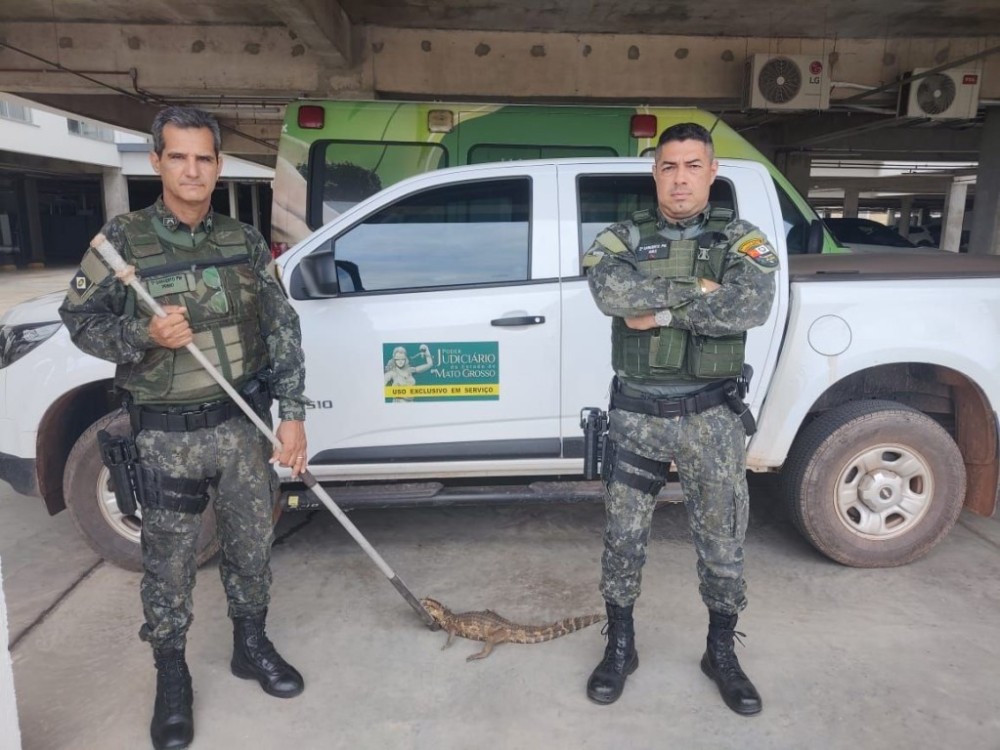 Juizado Ambiental de Cuiabá resgata jacaré e flagra descarte irregular de lixo em área pública
