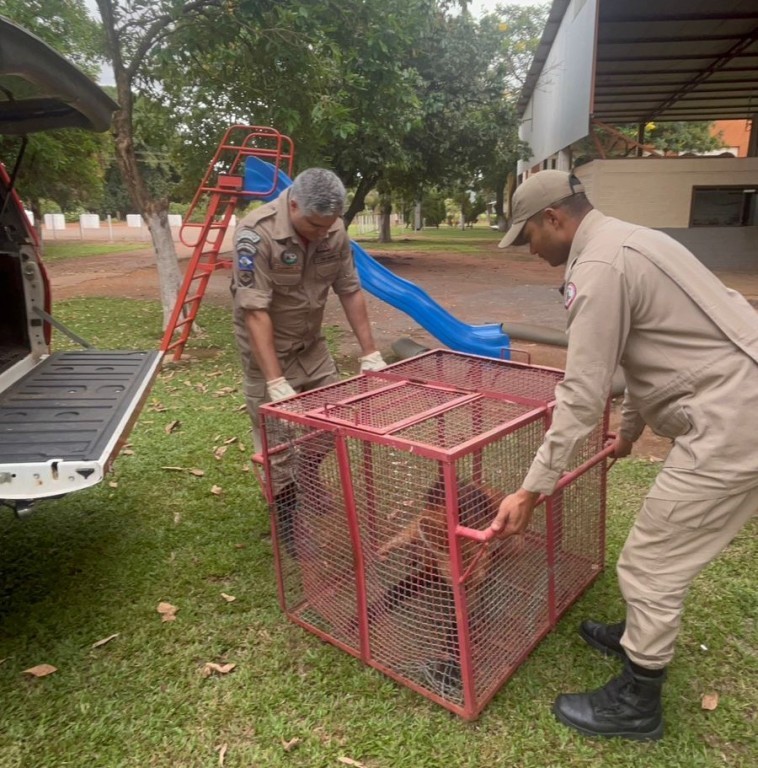 Sem conseguir andar, lobo-guará ferido é resgatado e levado ao veterinário pelo Corpo de Bombeiros Militar