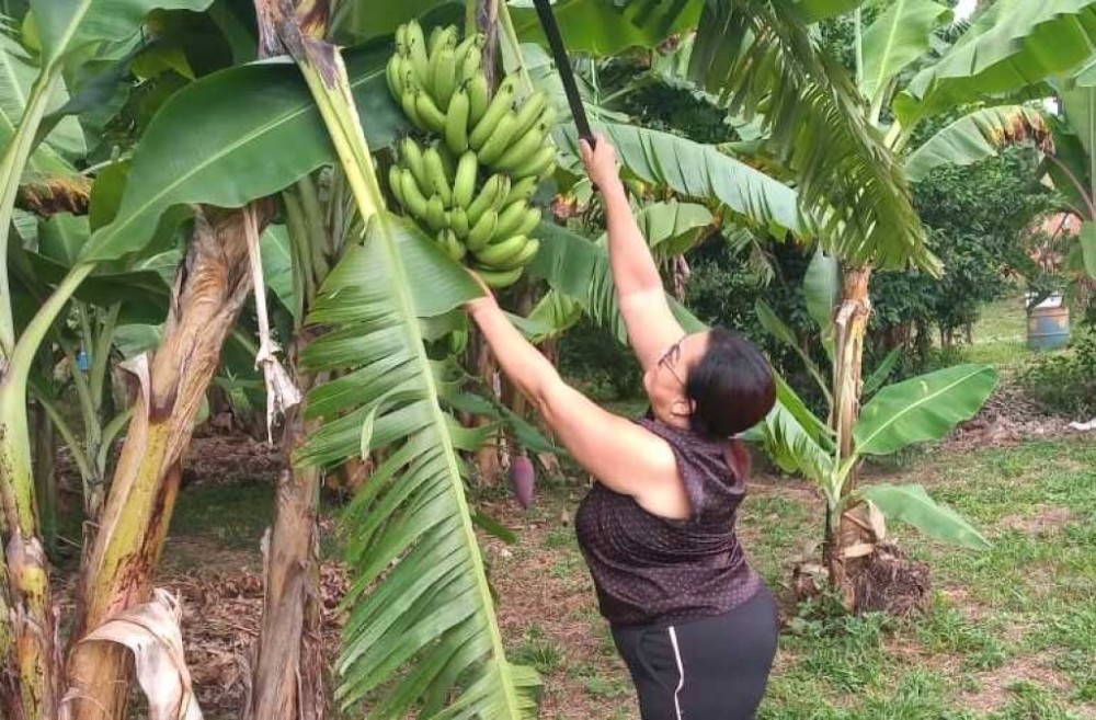 Agricultora familiar colhe frutos de mudas que recebeu do Governo: 
