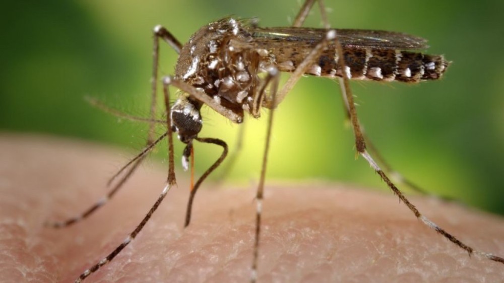 Dengue: 408 mil casos são confirmados pelo Ministério da Saúde