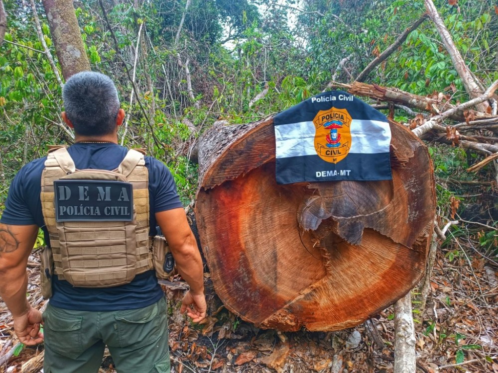Polícia Civil desarticula ponto utilizado por criminosos para extração ilegal de madeira em Querência