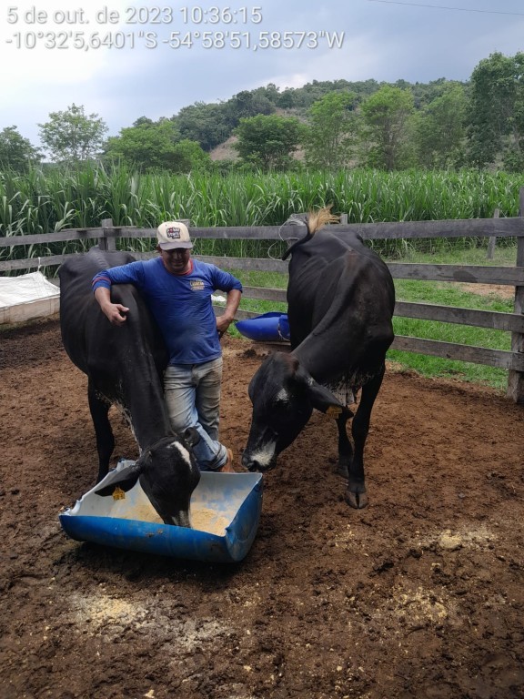 Produtores atestam alto rendimento de vacas de programa do Governo de MT: 