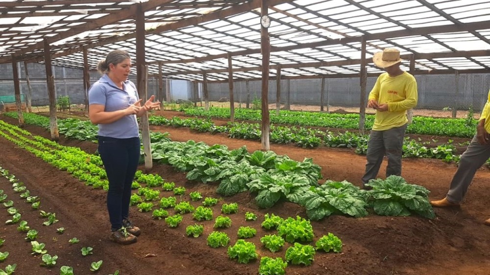Horta em unidade prisional auxilia na ressocialização e complementa refeição de entidades filantrópicas
