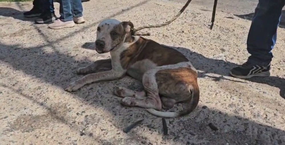 Polícia Civil constata maus-tratos de cachorro em Cuiabá e dono responderá pelo crime