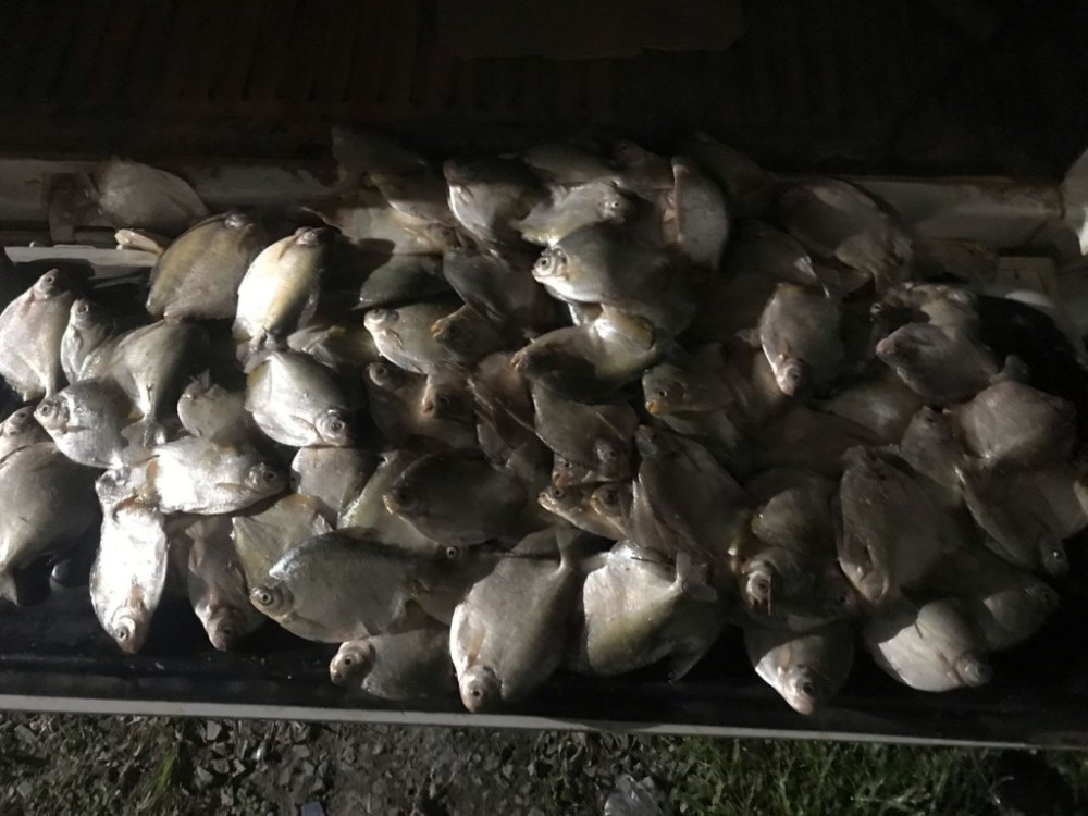 Exemplares de piraputanga e outras espécies de peixes foram apreendidas durante Operação Carnaval