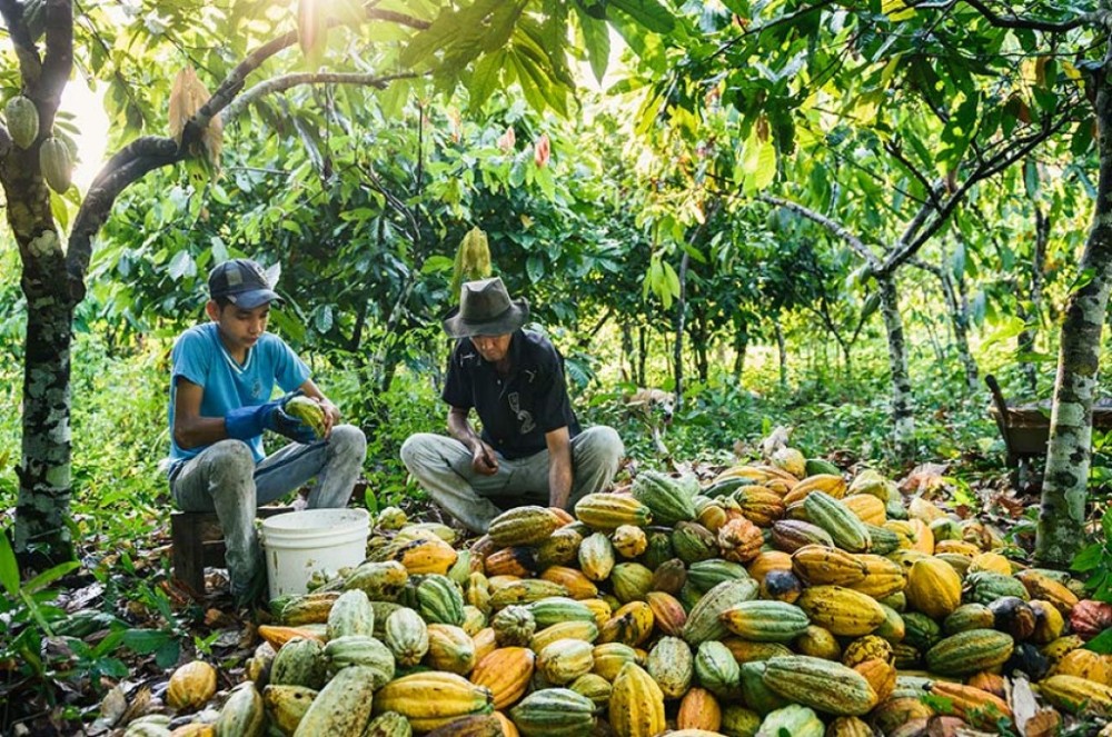 Projeto incentiva a agricultura familiar com recursos de multas ambientais