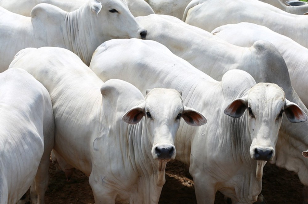 Projeto estende prazo para quitação de financiamentos da agropecuária